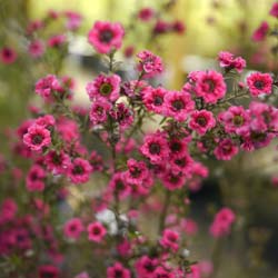 Leptospermum scoparium Vermelho, Manuka Vermelho